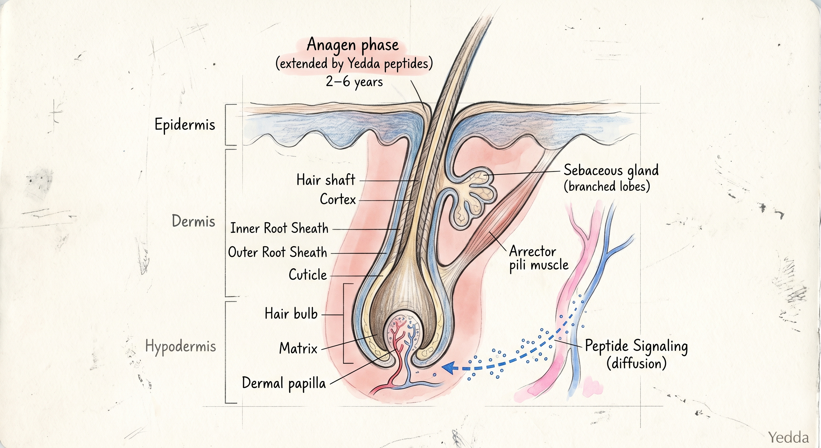 The Human Hair Follicle Biological Lifecycle Clock