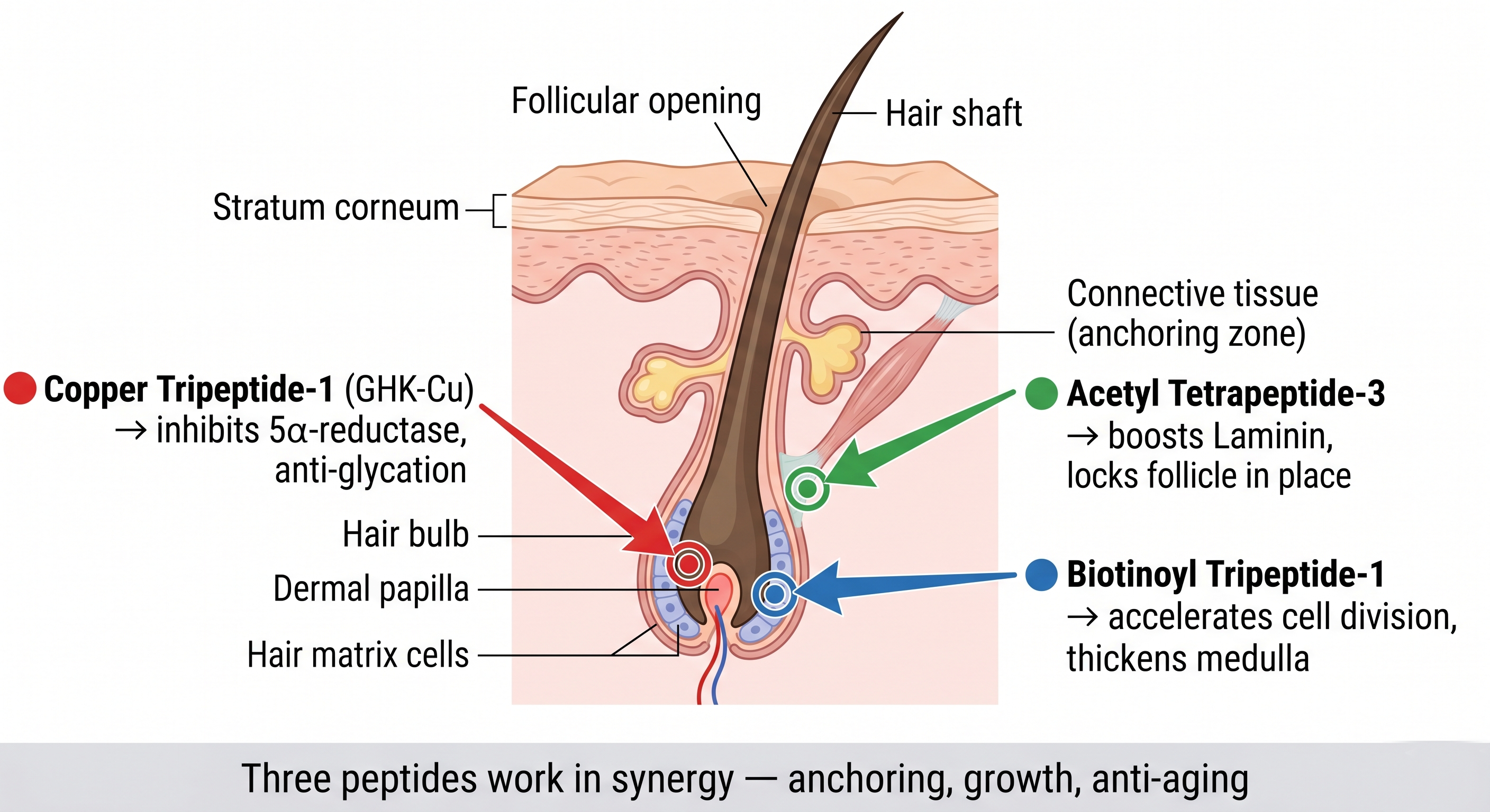 The Human Hair Follicle Biological Lifecycle Clock